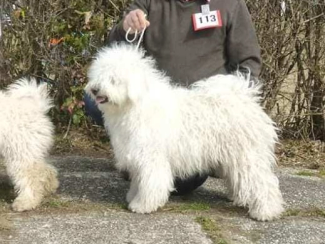 Perros Puli en venta